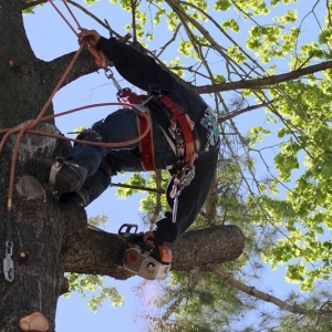 Tree Cutting & Trimming St.James