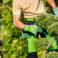 Plainfield Tree Service	